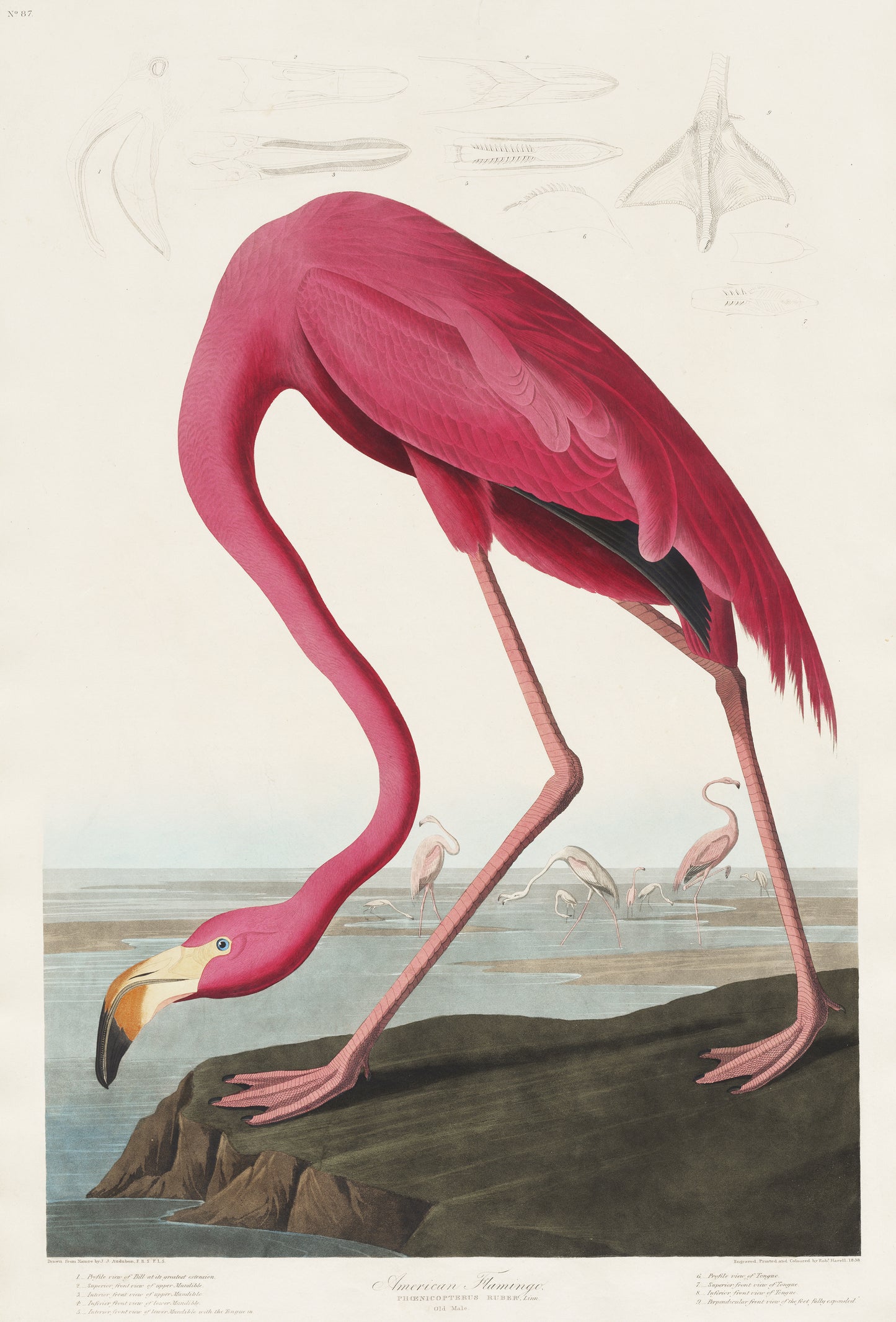 Audubon Flamingo Oasis Wall Mural