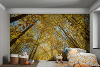 Golden leaves and blue sky wallpaper for interiors
