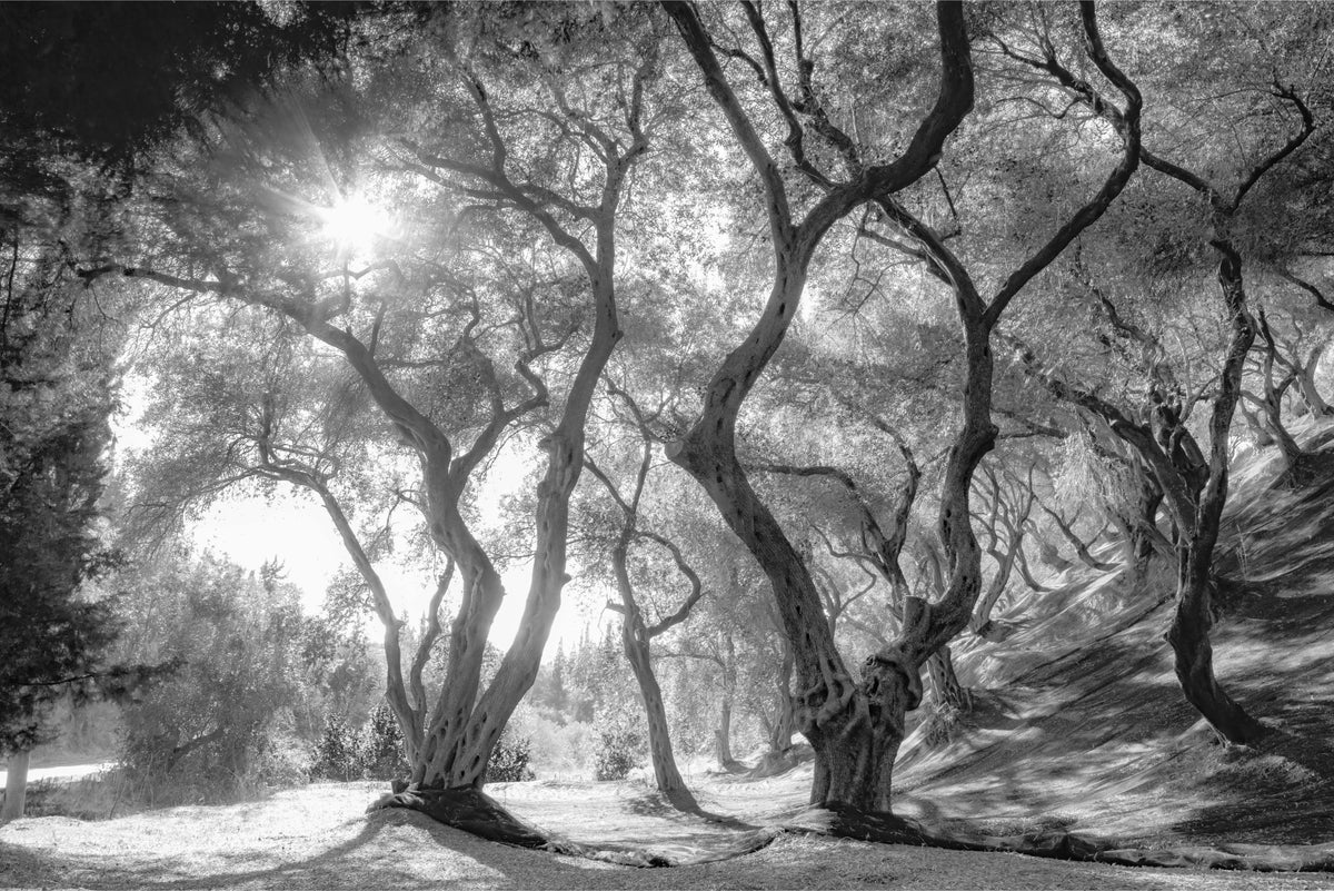 Black & White Natural Olive Groves Forest Wallpaper