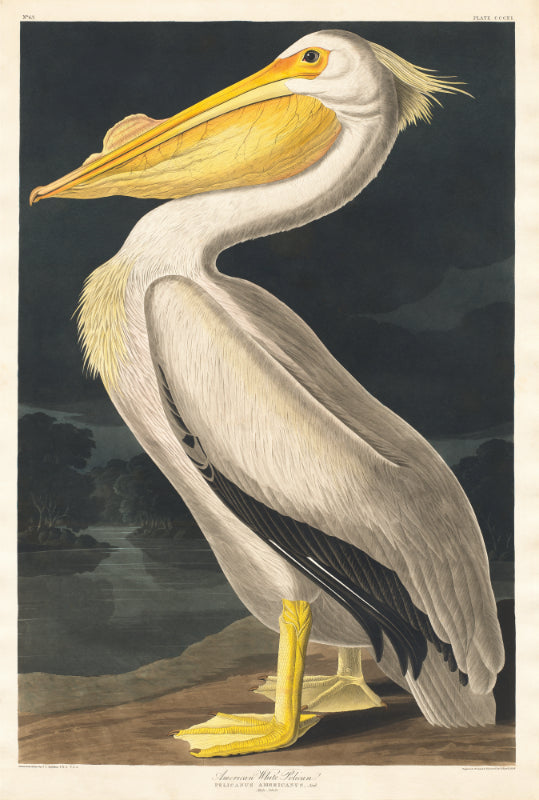 White Pelican Bird Wallpaper Mural