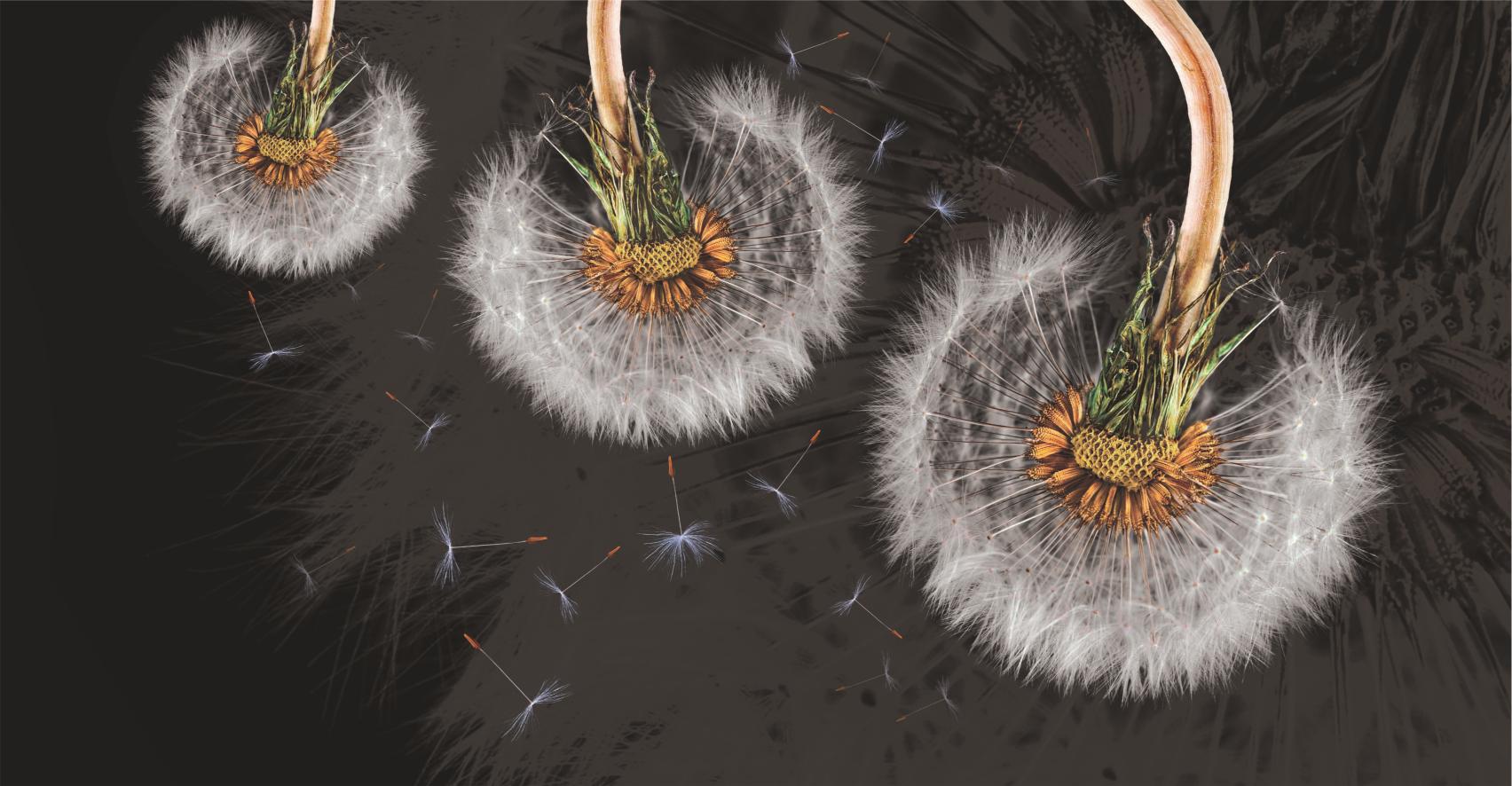 Airborne Dandelion Blooms Wallpaper Murals