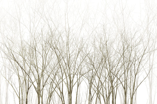 Frozen Winter Forest Wallpaper Mural