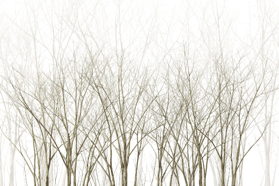 Frozen Winter Forest Wallpaper Mural in your room — zoomed