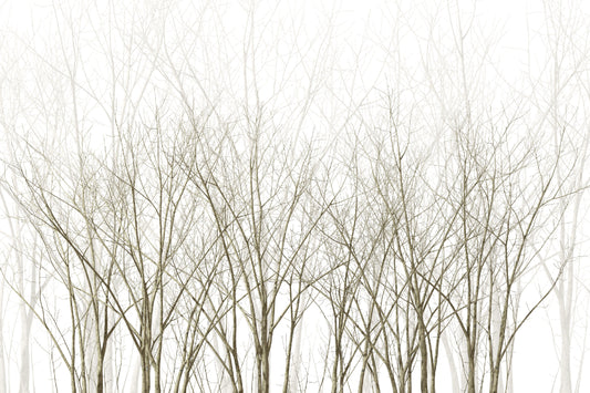 Frozen Winter Forest Wallpaper Mural