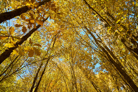 Golden Autumn Forest Canopy Wallpaper