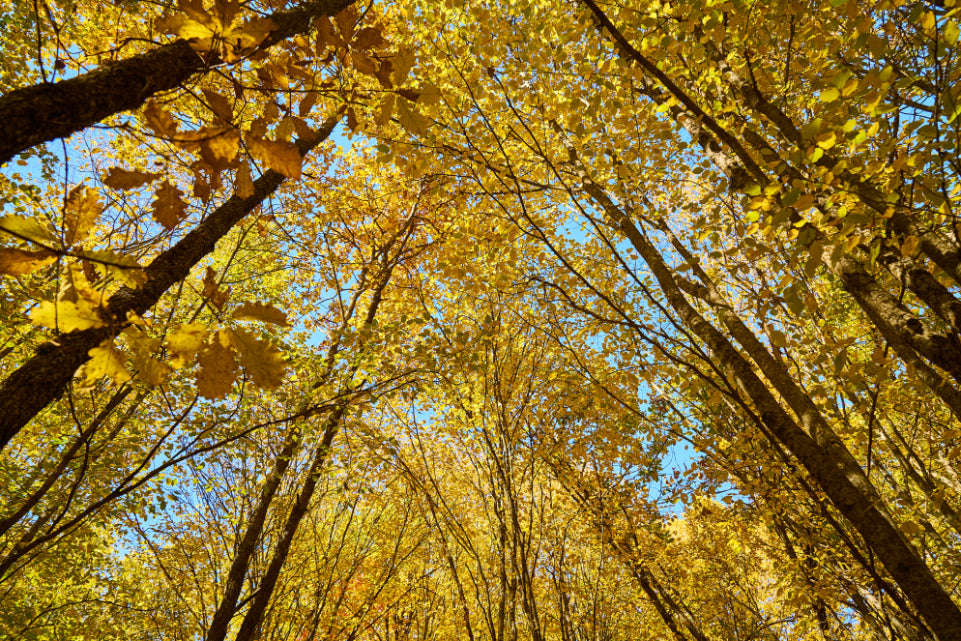 Golden Autumn Forest Canopy Wallpaper