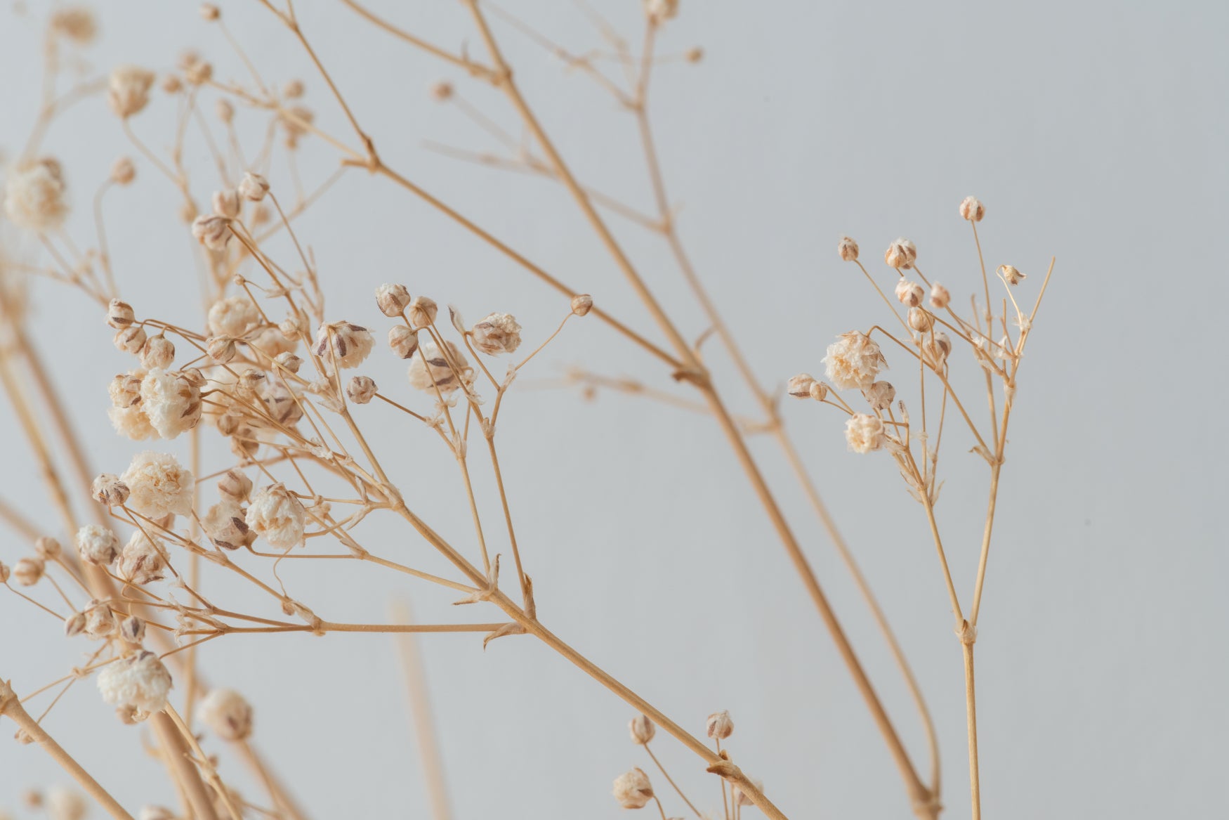Dried Floral Botanical Wallpaper