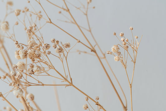 Dried Floral Botanical Wallpaper