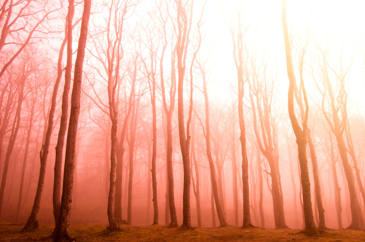Misty Sunset Forest Wallpaper in your room