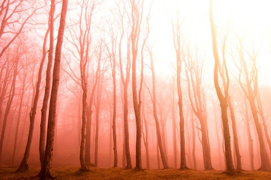 Misty Sunset Forest Wallpaper
