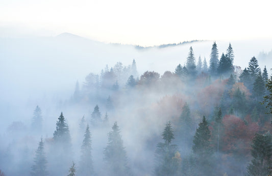 Misty Mountain Forest Wallpaper