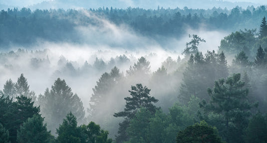 Misty Evergreen Forest Wallpaper