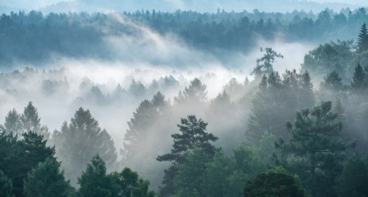 Misty Evergreen Forest Wallpaper in your room