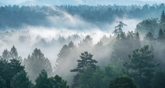 Misty Evergreen Forest Wallpaper