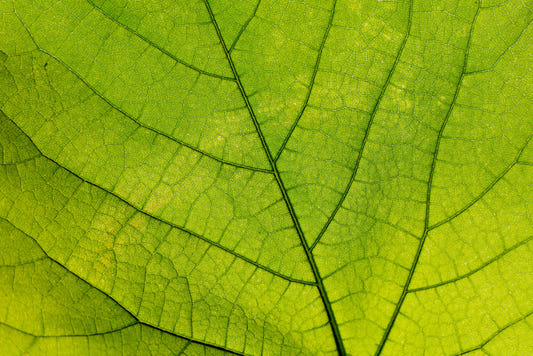 Green Leaf Vein Texture Wallpaper