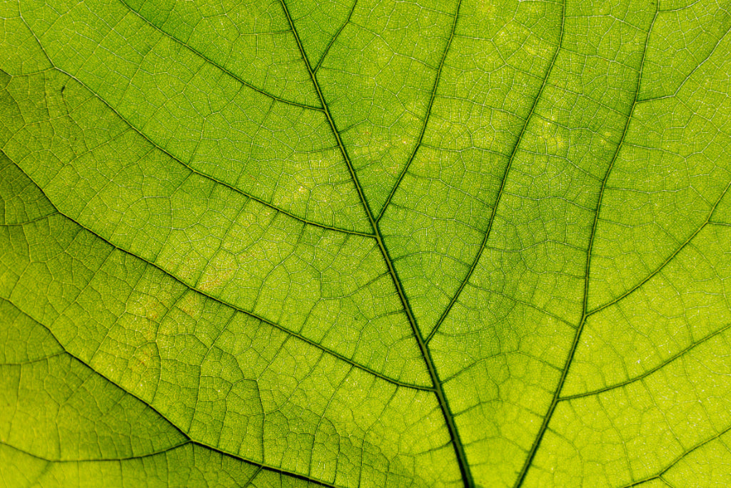 Green Leaf Vein Texture Wallpaper in your room — zoomed
