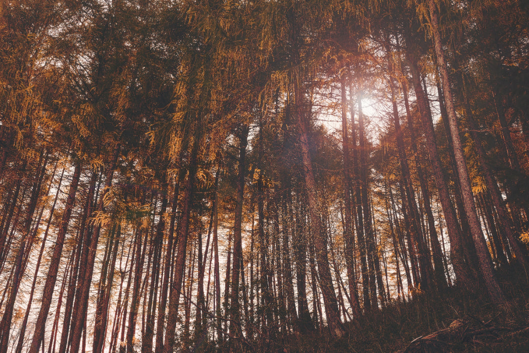 Golden Hour Forest Wallpaper