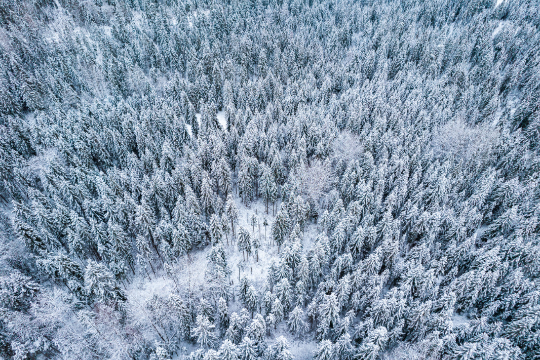 Snowy Winter Forest Aerial Wallpaper