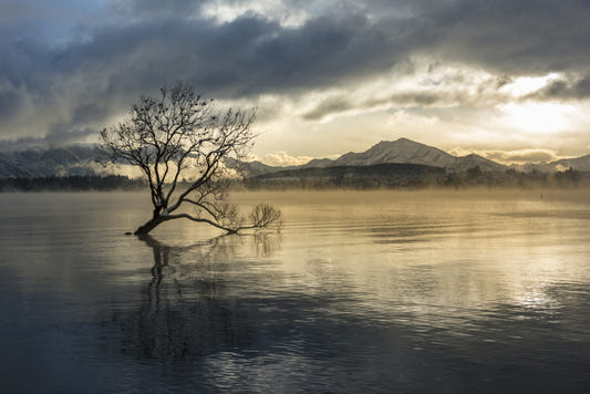 Misty Lake Tree Wallpaper