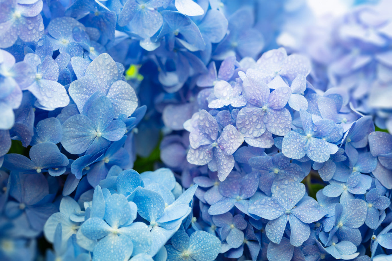 Blue Hydrangea Flower Wallpaper