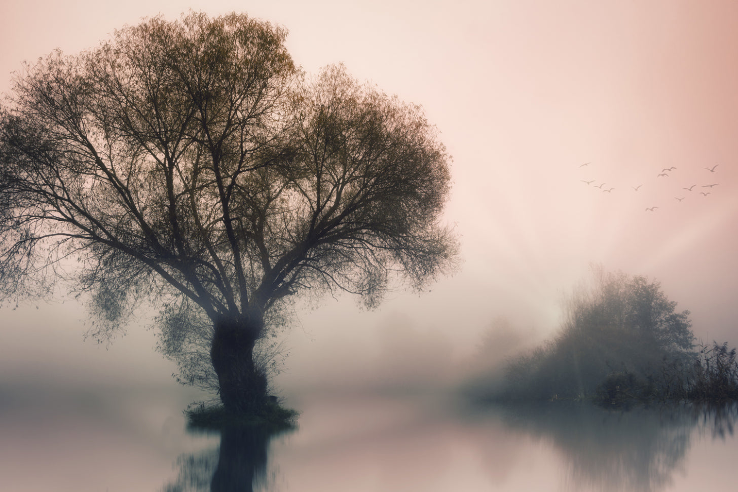 Misty Solitary Tree Wallpaper