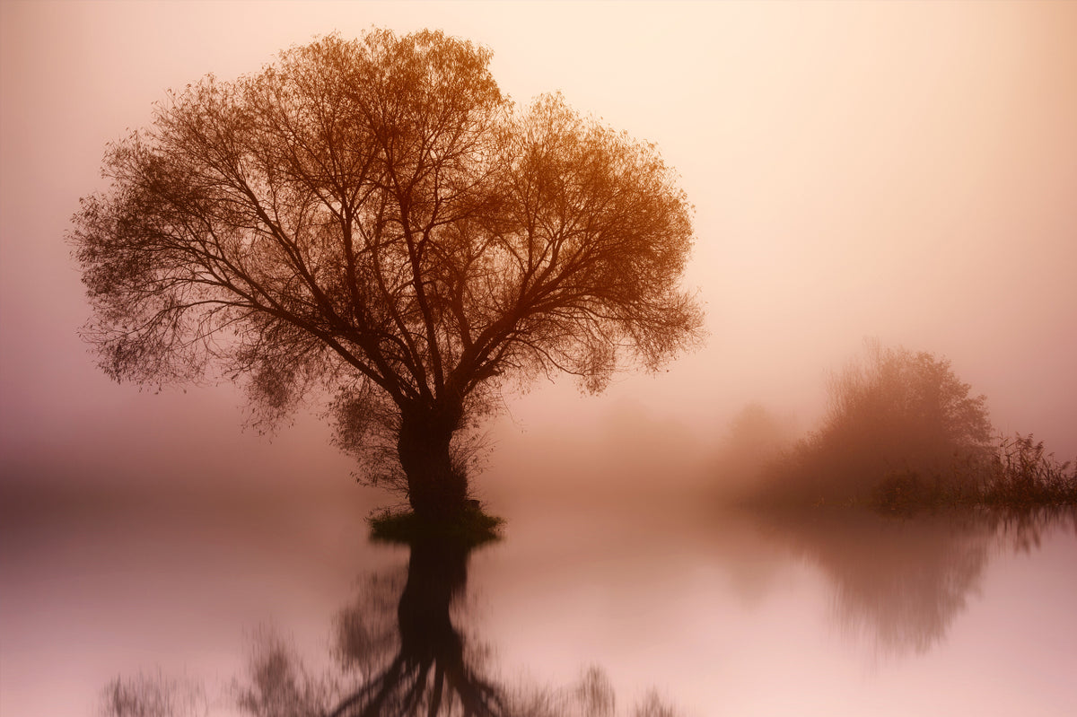 Misty Sunrise Tree Wallpaper in your room — zoomed