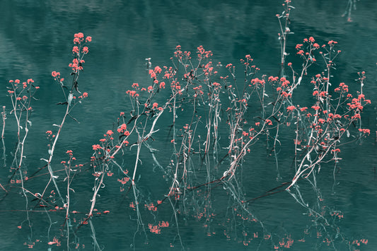 Floral Reflection Water Wallpaper