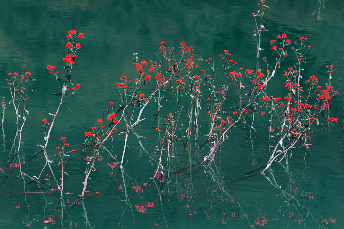 Red Floral Reflection Wallpaper