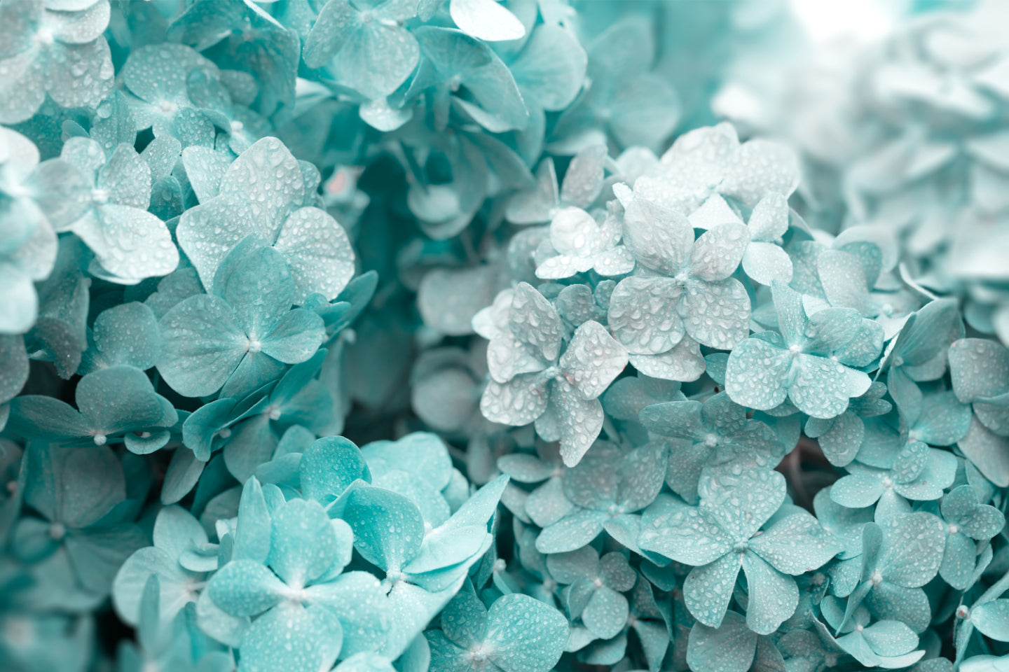 Green Hydrangea Bloom Wallpaper
