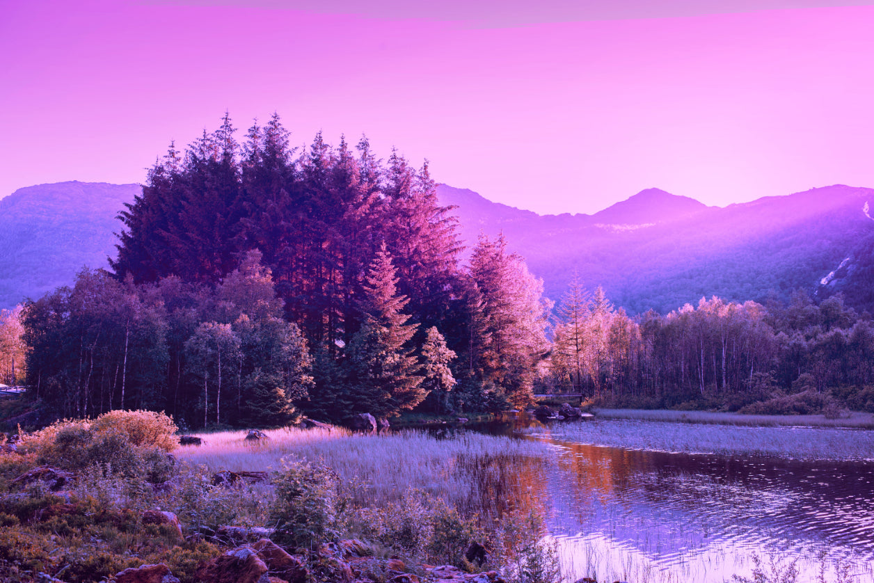 Lavender Twilight Forest Wallpaper