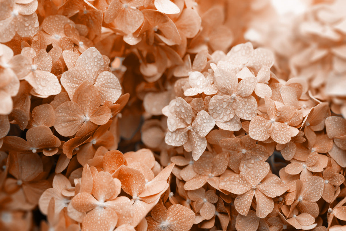 Peach Hydrangea Floral Wallpaper in your room — zoomed