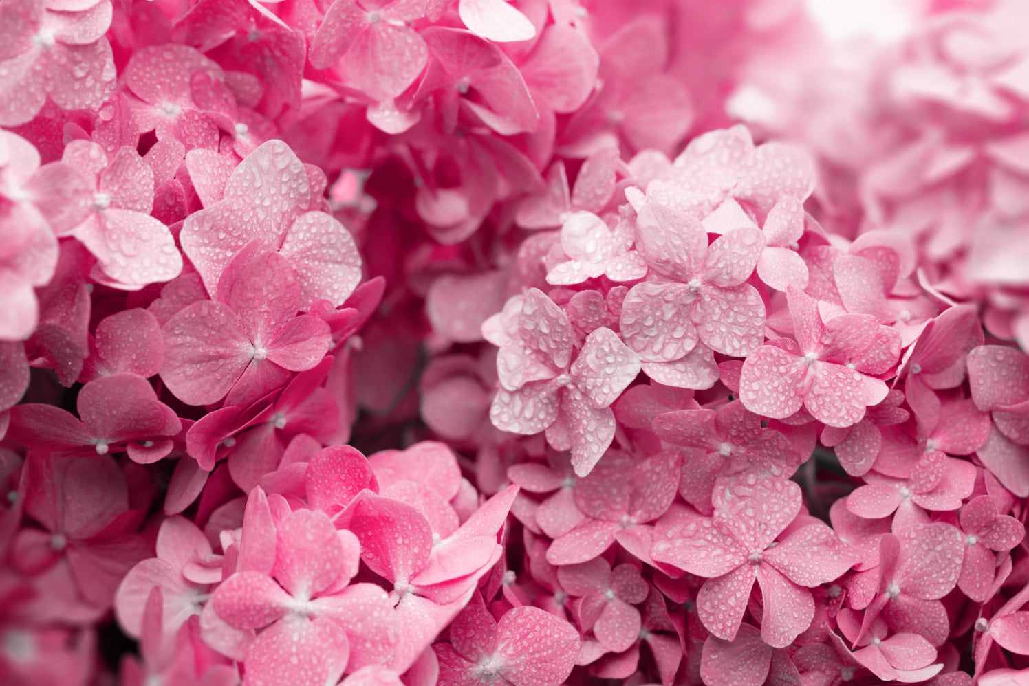 Vibrant Pink Hydrangea Wallpaper