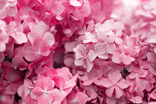 Vibrant Pink Hydrangea Wallpaper