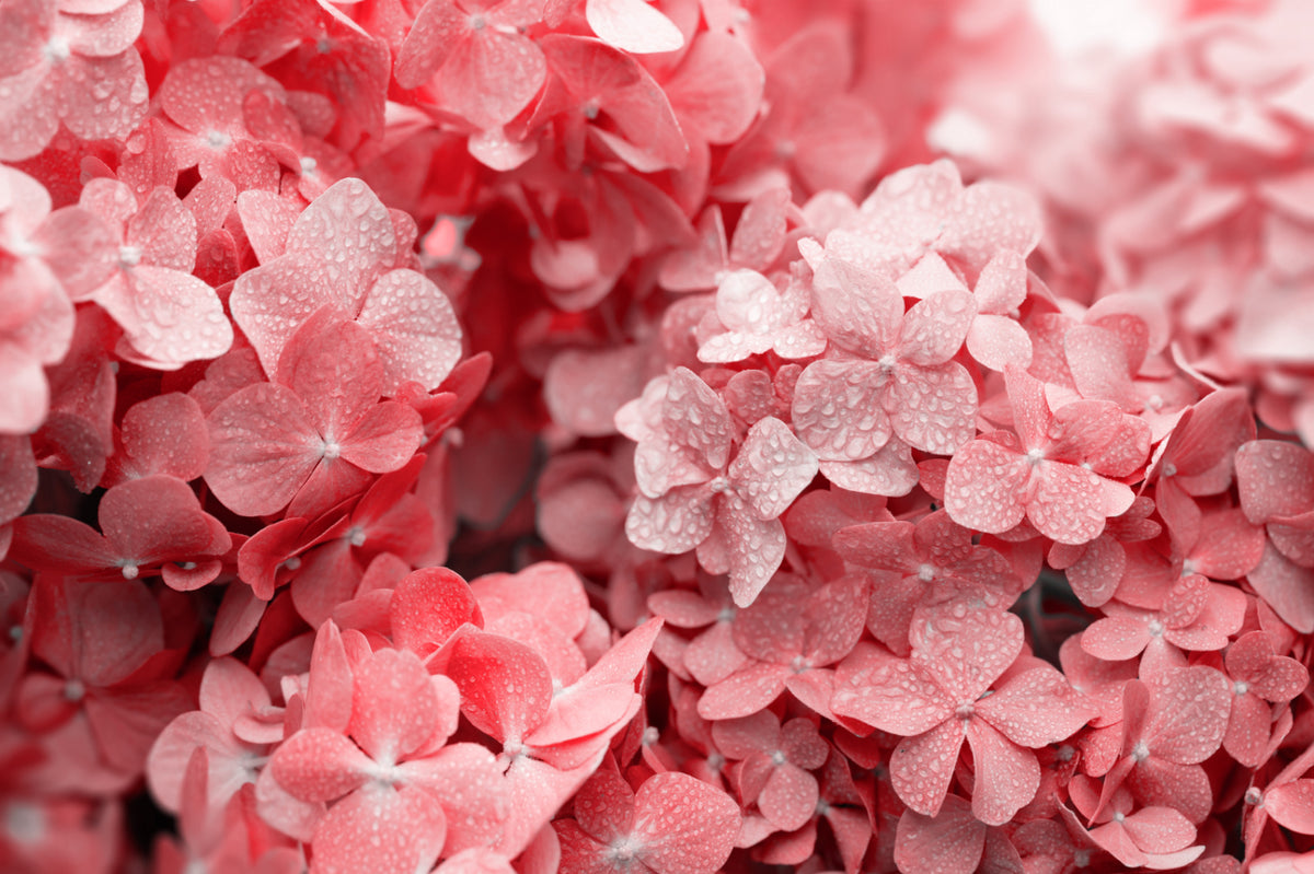 Red Hydrangea Flower Wallpaper in your room