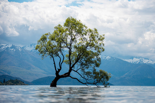 Lone Tree Lake Wallpaper