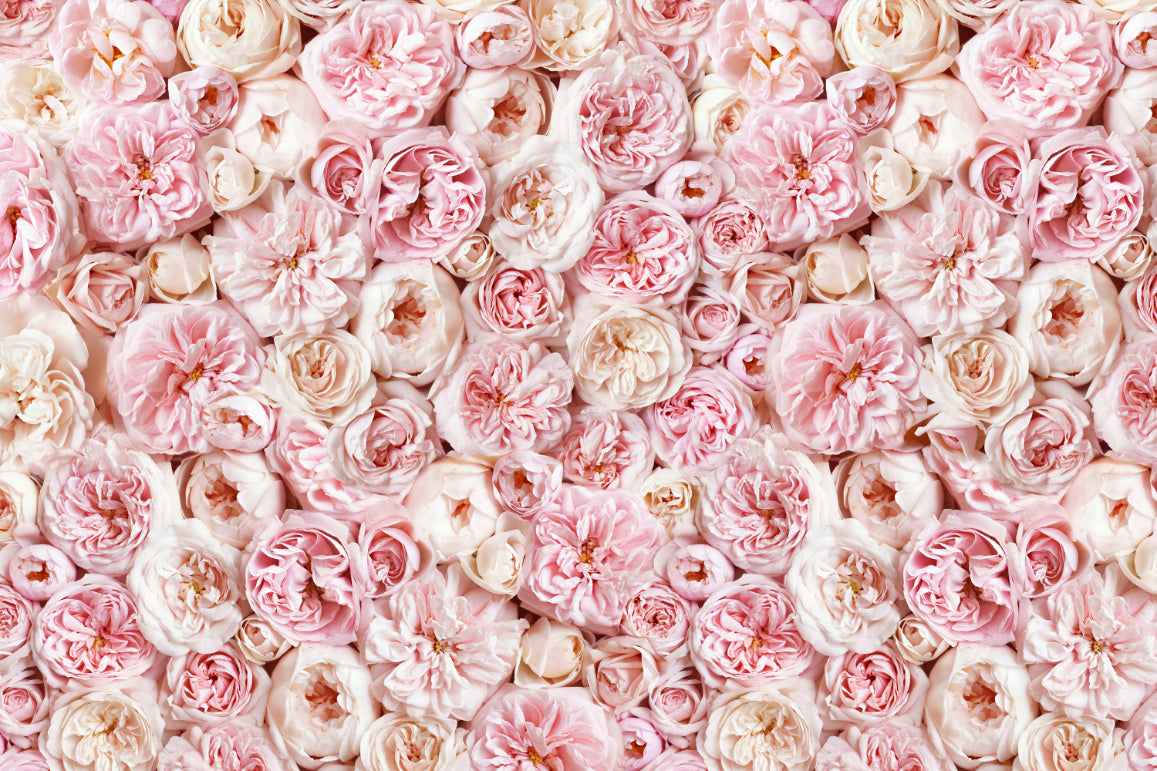 Blush Pink Rose Wallpaper in your room — zoomed