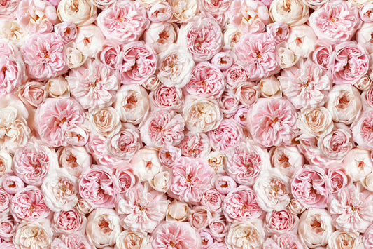 Blush Pink Rose Wallpaper