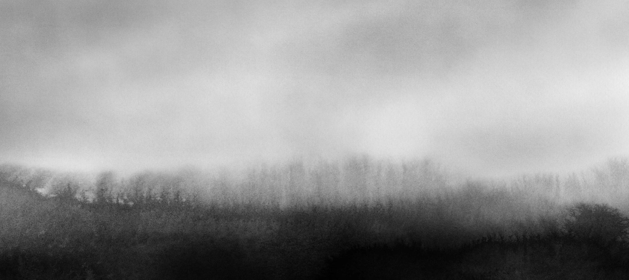 Serene Tree Line Fog Mural