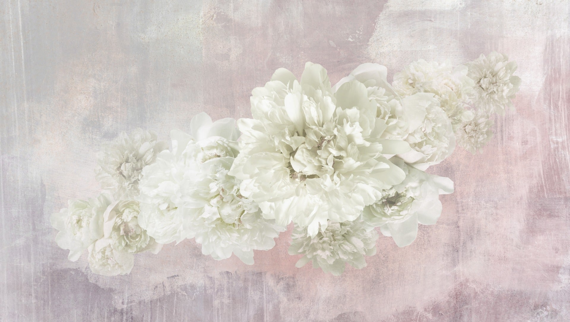 White Peonies On Pink Wallpaper Mural