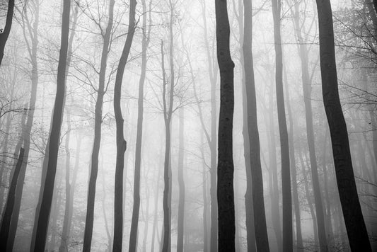 Foggy Jungle View Wallpaper Mural