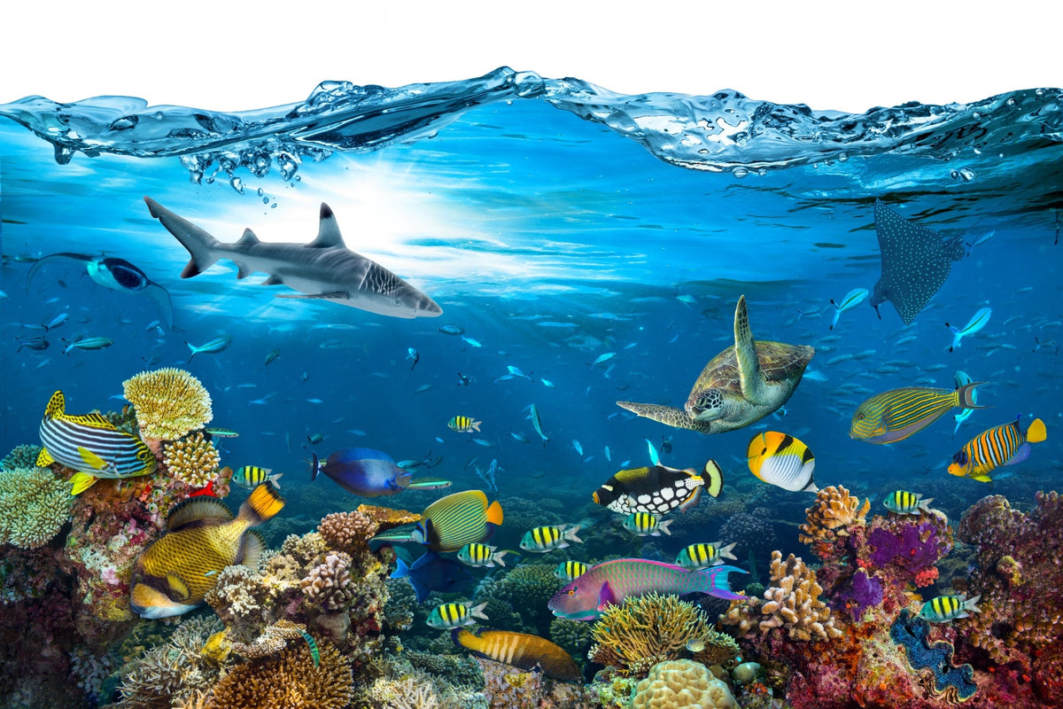 Underwater Splash with Corel Reef Wallpaper in your room