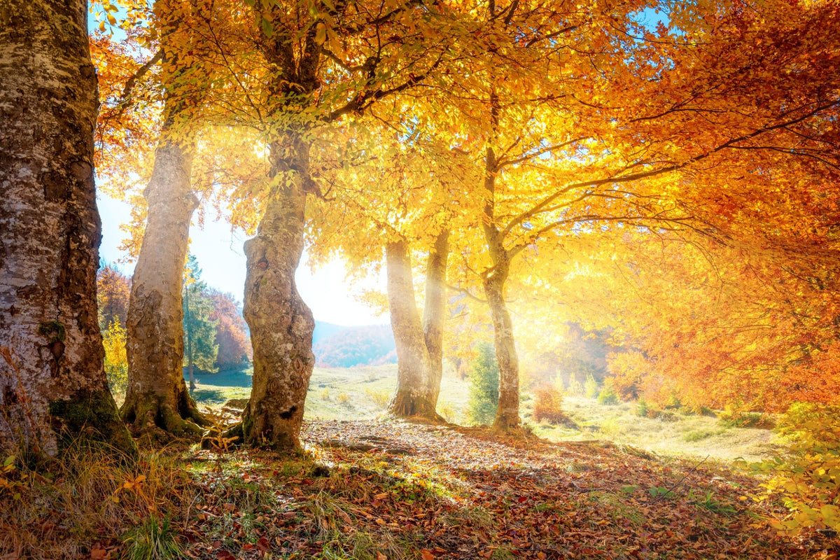 Yellow Autumn Leaves Forest Wallpaper Mural in your room