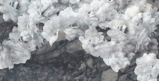 White Orchids Wallpaper Murals