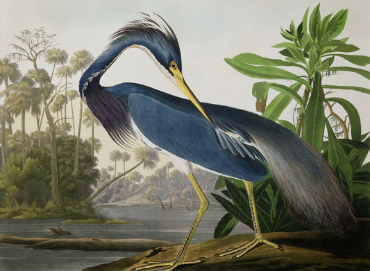 Watercolor Heron Majesty Wall Murals