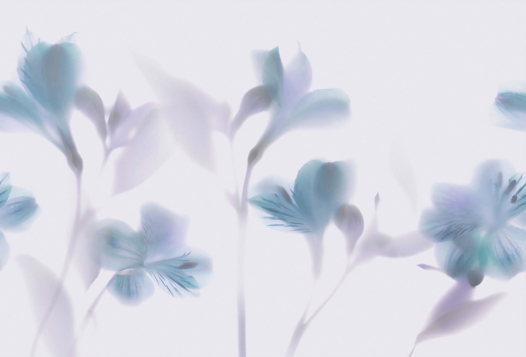 Misty Blue Orchids Wallpaper Murals