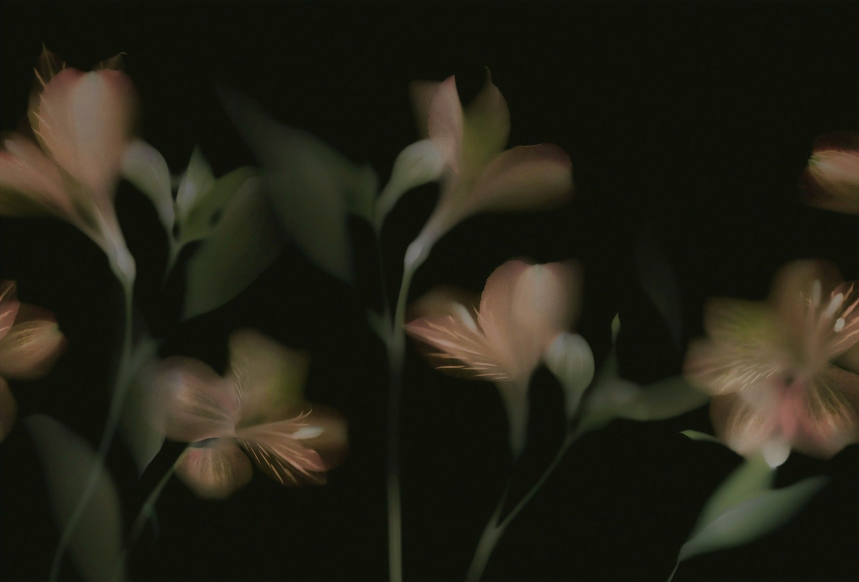 Dark Vintage Jasmine Flower Wallpaper Mural