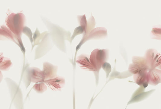 Pink Pastel Flower Wall Murals