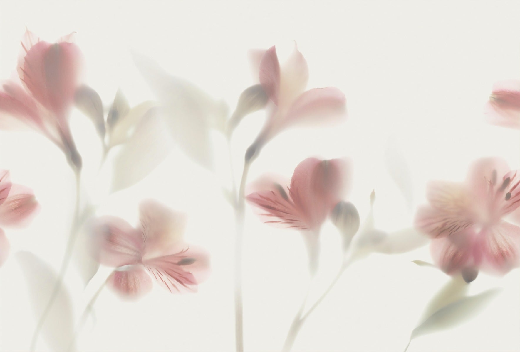 Pink Pastel Flower Wall Murals