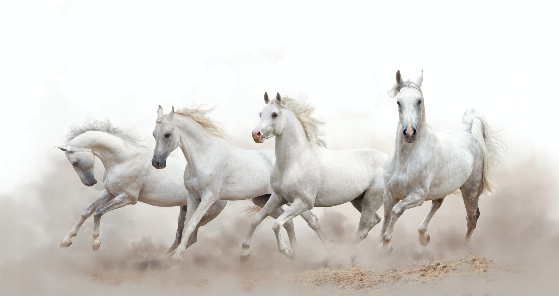 Graceful Horse Herd Wallpaper Murals