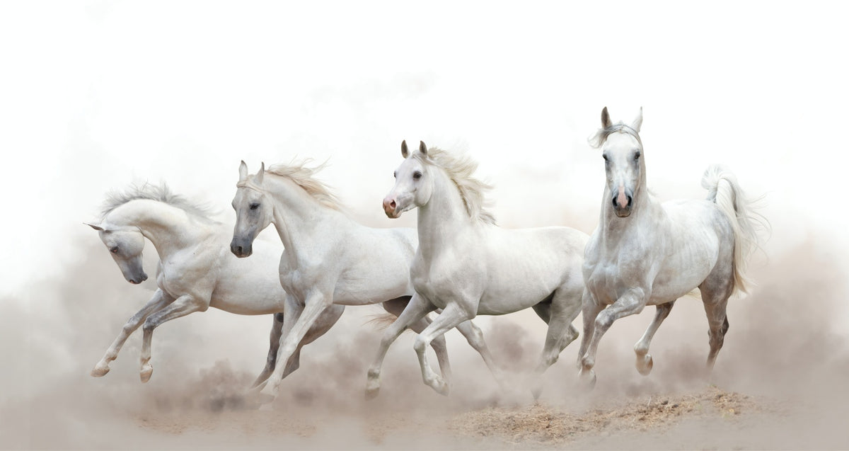Graceful Horse Herd Wallpaper Murals in your room — zoomed